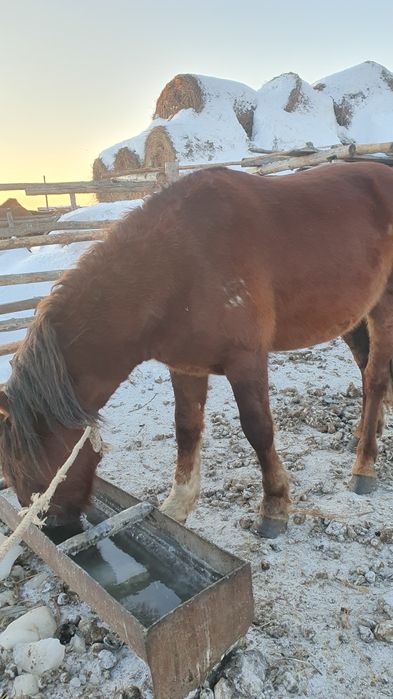 Продам жеребца четыре города