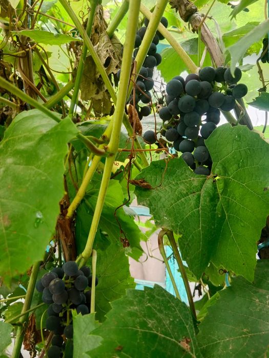 Продам дачу пкст краснопартизанское