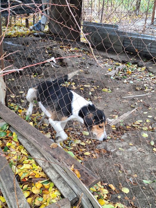 Гончие рабочие..