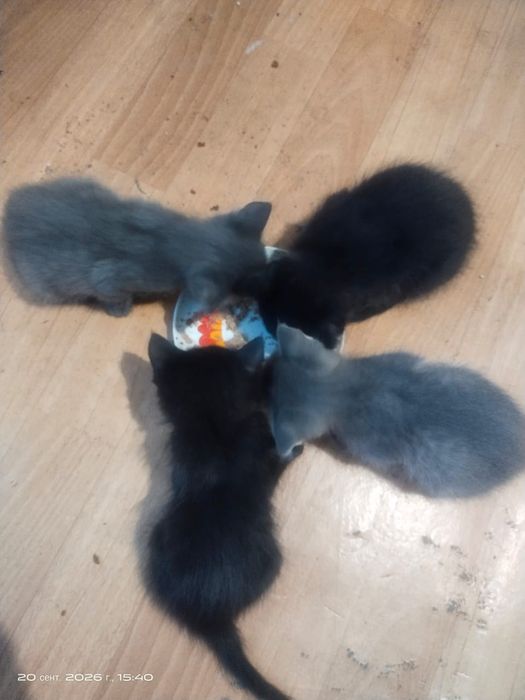 Котята девочки в добрые руки