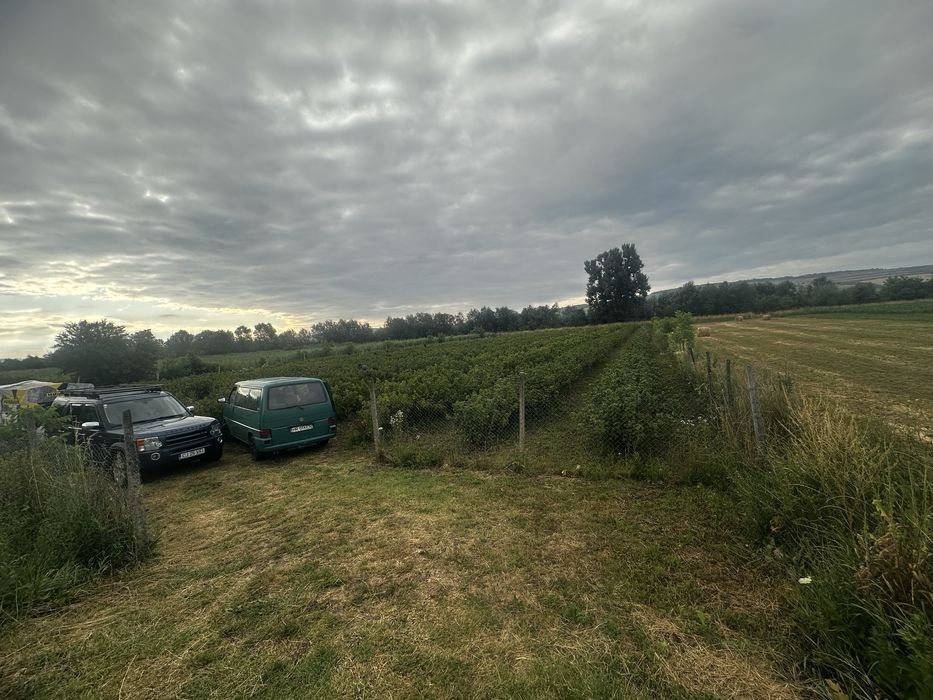 Plantație de coacăze negre de vânzare (afacere la cheie)