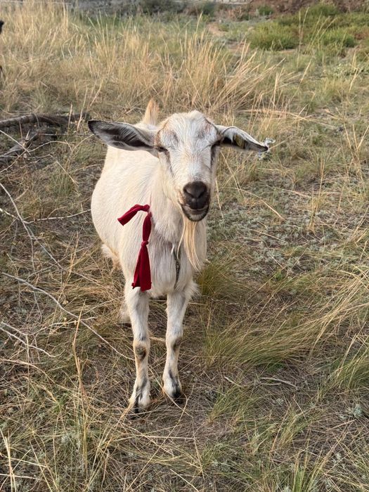 Парода ешкі ірі денелі