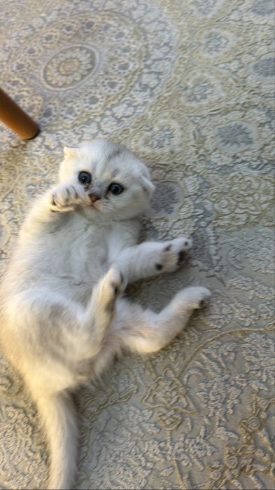 Котята вислоухие шиншиллы