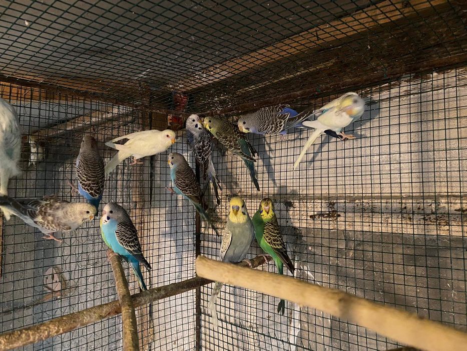 Papagali perusi si alte rase