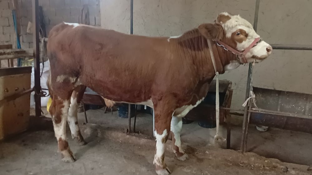 Simmental buqacha sotiladi