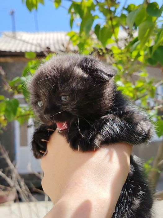 Sotiladi skotish fold