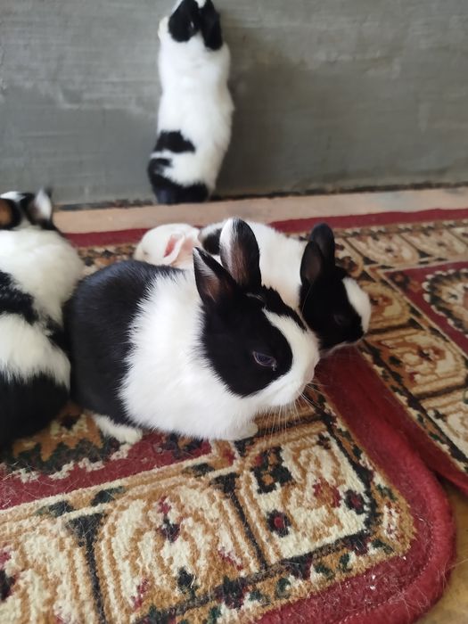 Карлик куёнчалар