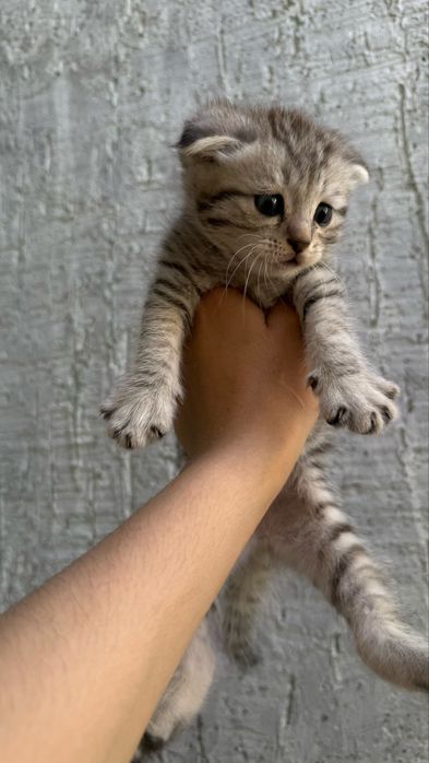 Котята родились 7 апреля