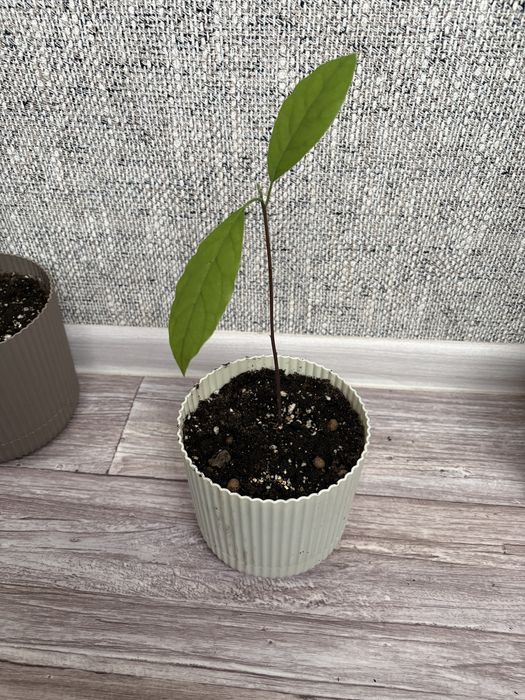 Продаю Дерево авокадо