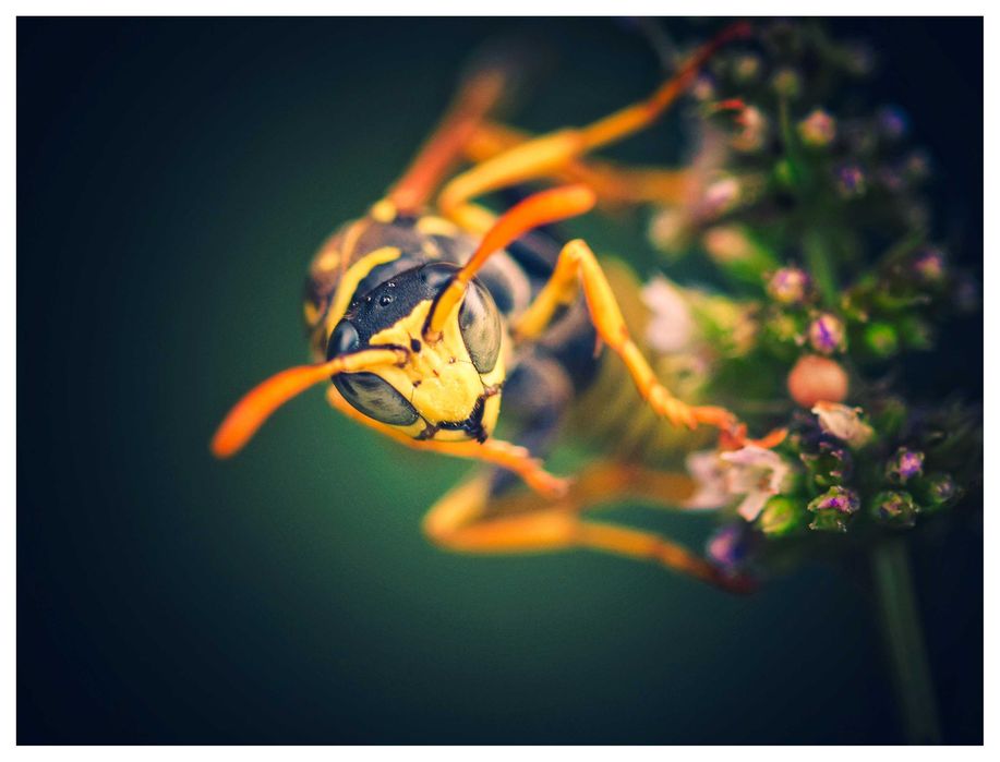 Макро обектив Sigma 105mm