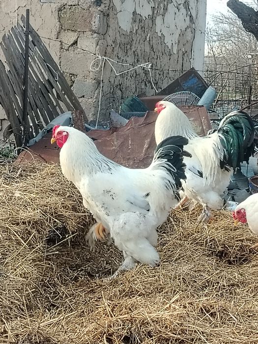 Брама қораз сатылады!