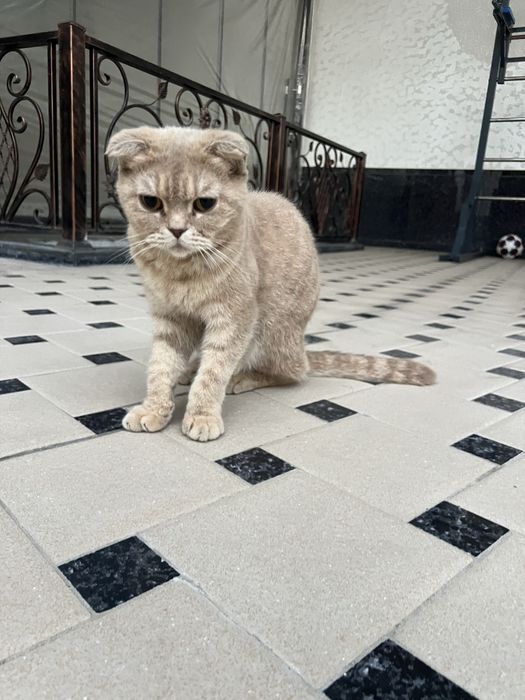 Mushuklar. Ona va bollalari