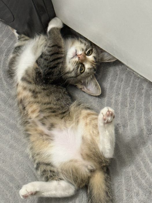 Девочка котеночек