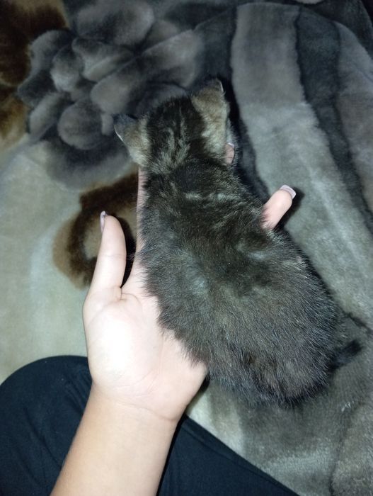 Отдам в добрые руки