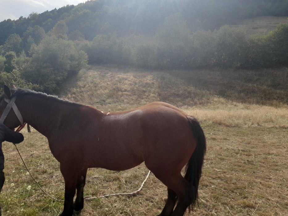 Cal de vânzare. Parva (bradatel)