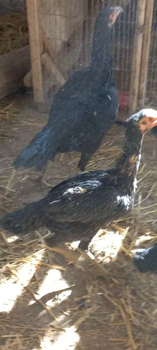 Ялтироқ Ганой ва Мамбо тухумлари