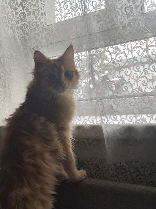 Пропал кот помогите найти