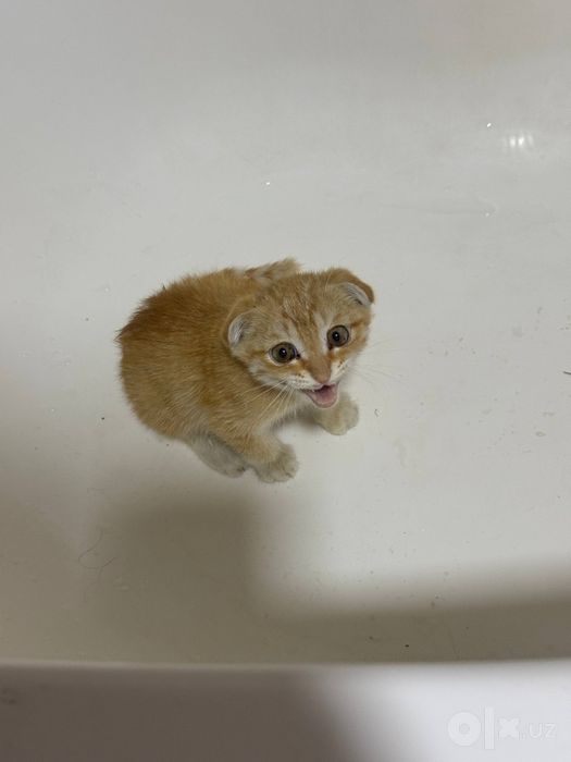 Mushuk bepulga Котята бесплатно