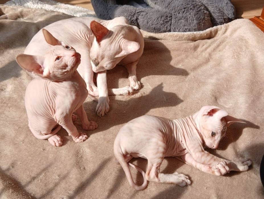 Сфинкс Питерболд