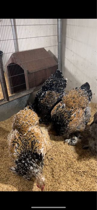 Брама парцелян куры