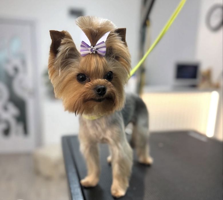 Мини йорки момченце