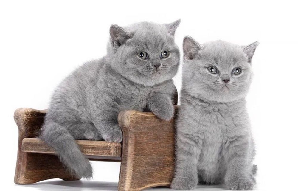 Продаются британские котята!
