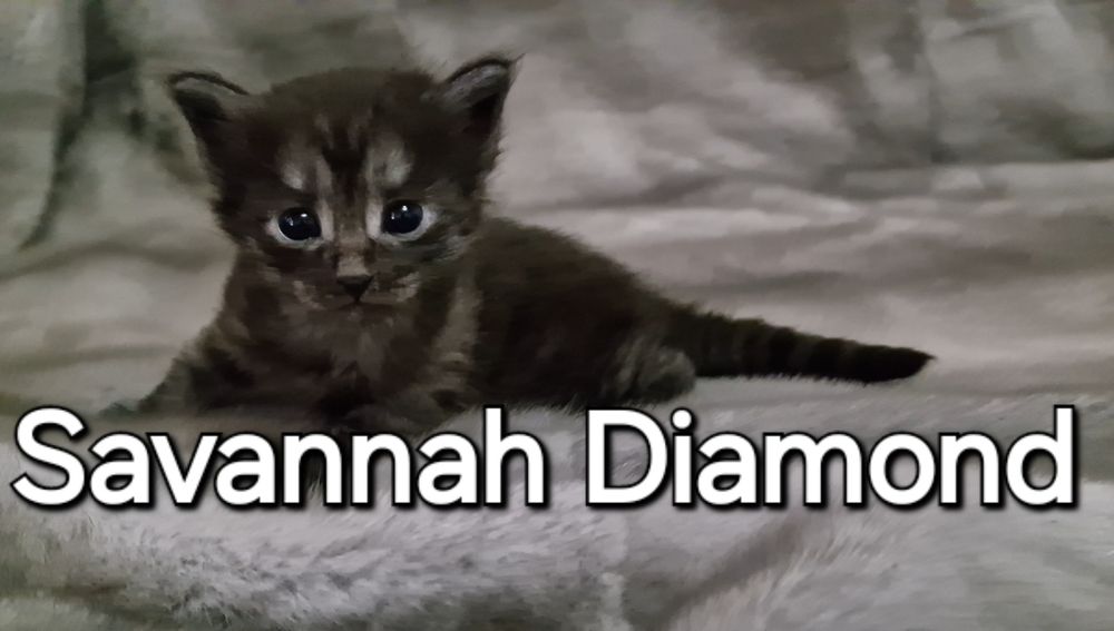 Саванна ф6 подростки