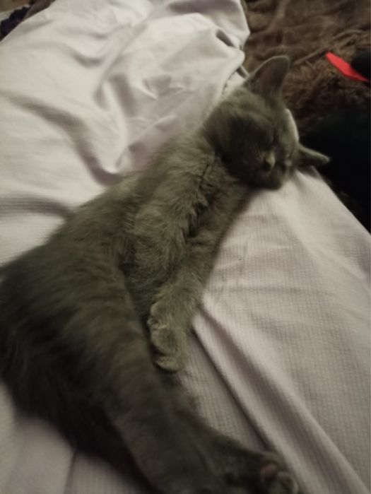 Отдам котенка бесплатно