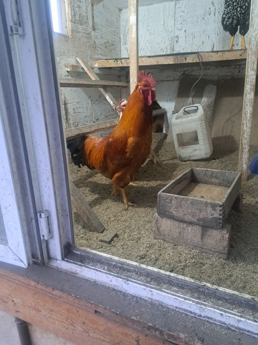 Петух виандон 10 месец