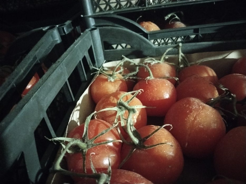 Помидор сатылады