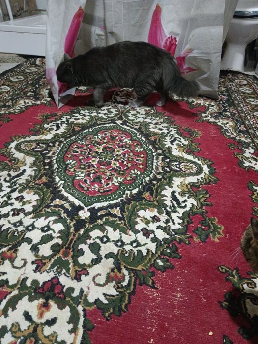 Продам пародистого кота 1года нет ещё