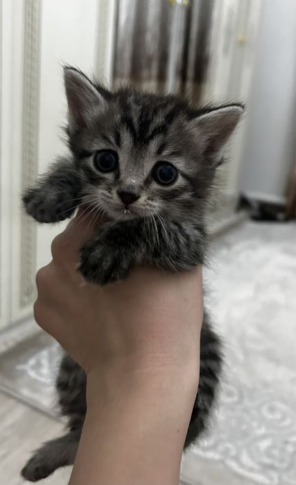 Отдам котят в добрые руки!