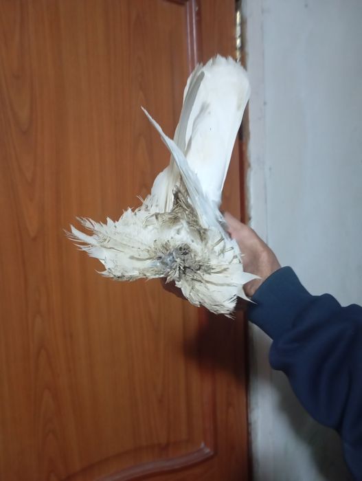 Продам голубей персов и жиганов