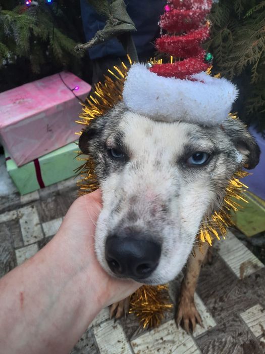 ПорОдиСтыЕ соБаЧки а приюте