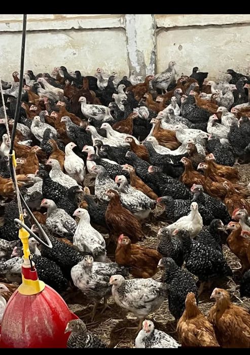 Vând puii de carne și de ouă cu livrare gratuita la Domiciliu pentru d