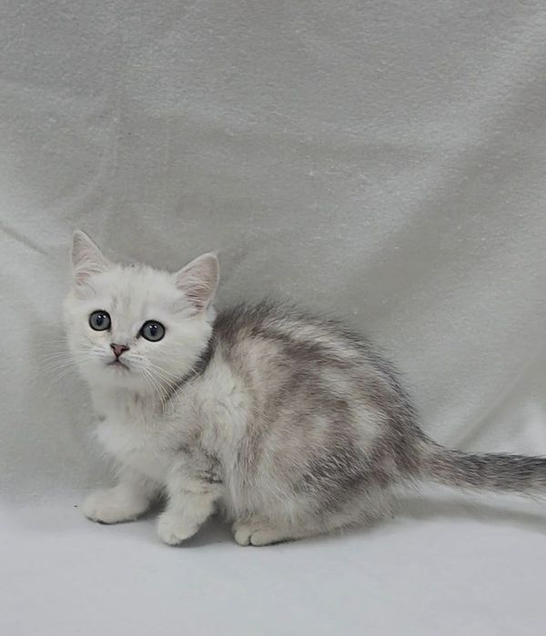 скоттиш страйт  окрас серебристая  мраморная шиншилла