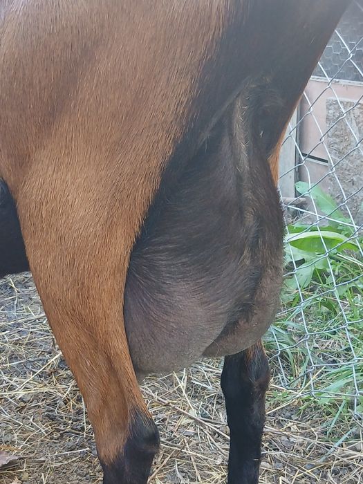 Capra alpina franceza