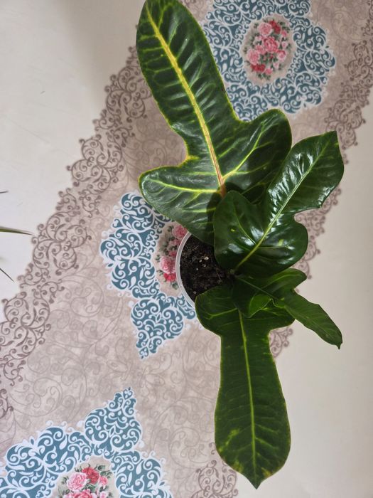 Продам не дорого