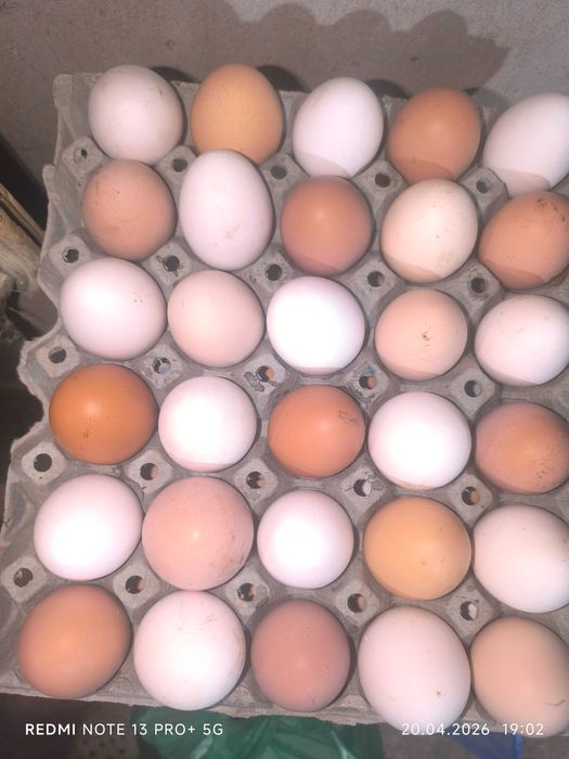 Домашни яйца от свободни кокошки