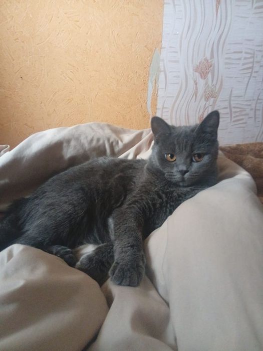 Кошечка британка короткошерстная