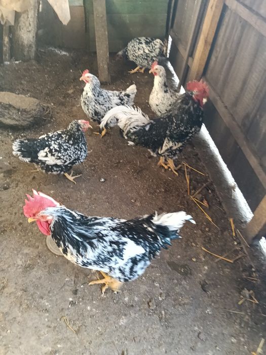 Pita pinta asturiana