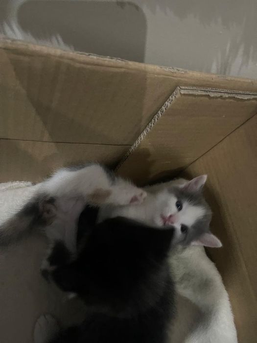 Отдаем кошек в хорошие руки