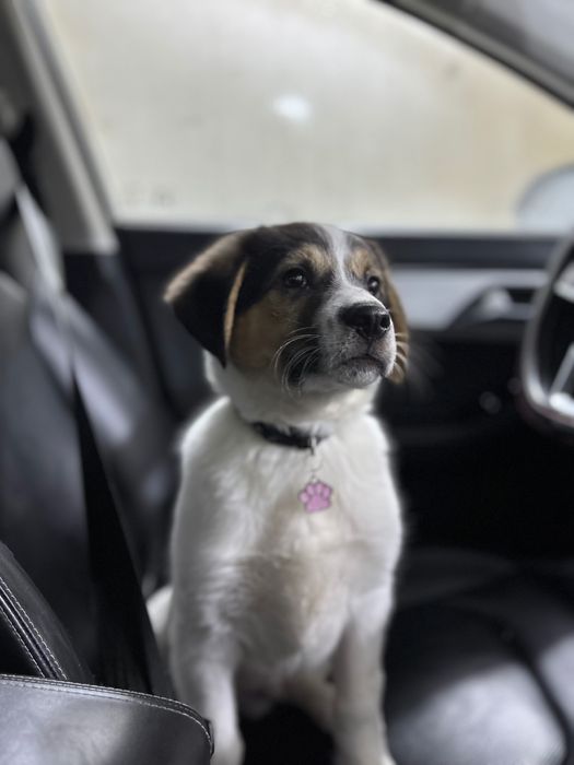 Щенка в хорошие руки