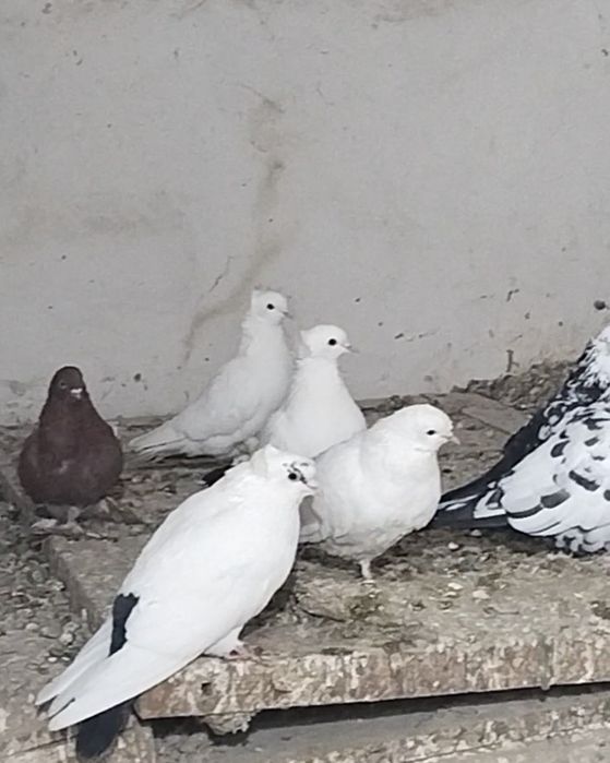 Продается голуби