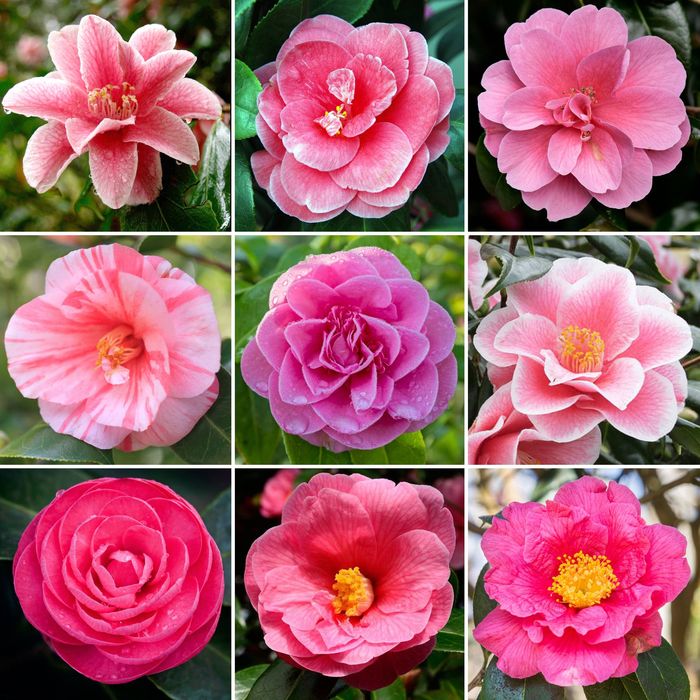 Camelia Japonica
