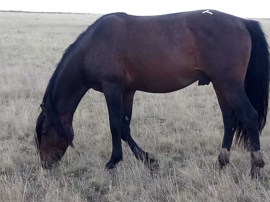 Продаётся крупный косячный жеребец, 5 лет,