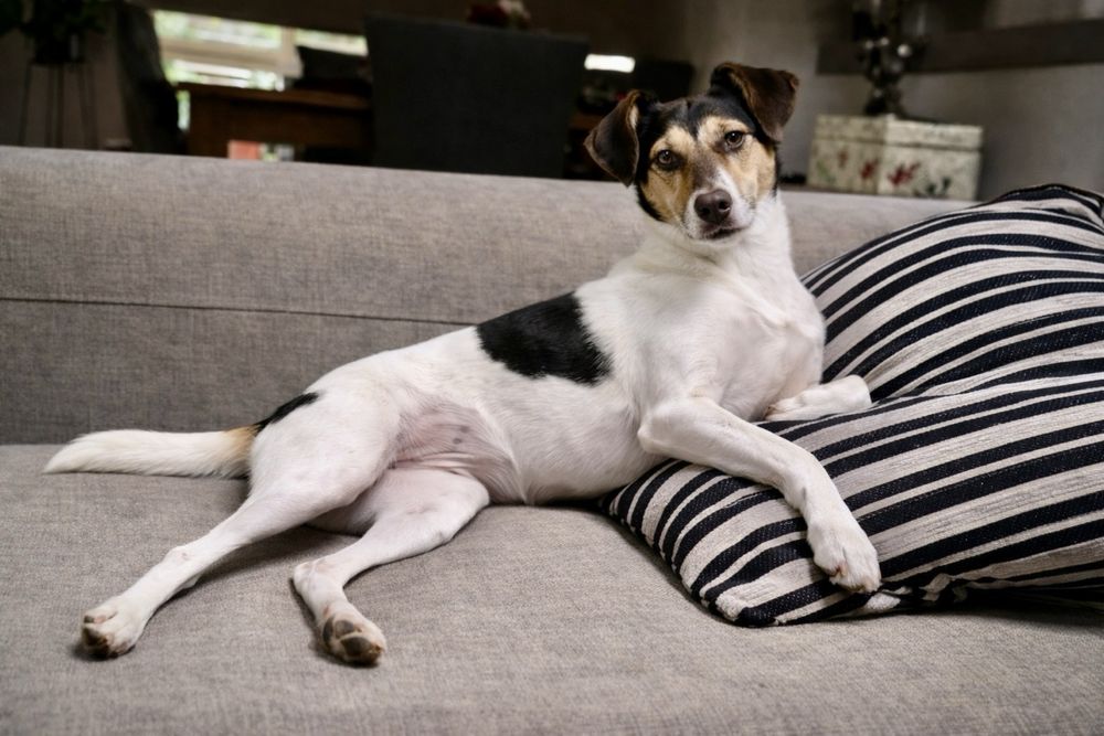 Собака Боня — идеальна для квартиры