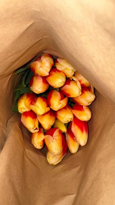 Тюльпаны голландские оптом на 8 марта