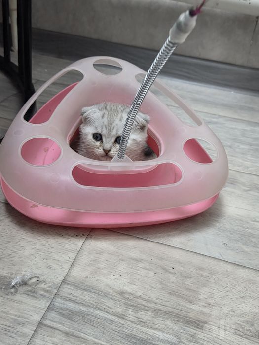 Продается котята