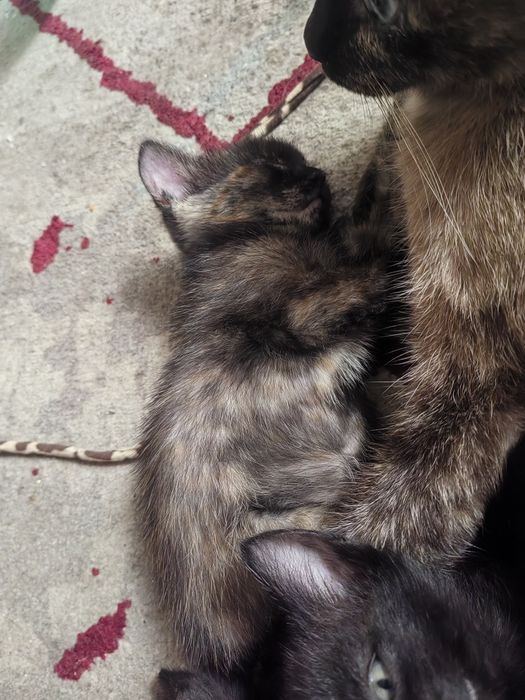 Отдам котенка в добрые руки